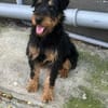 Momo, kleiner Hundemann braucht Körbchen