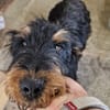 Momo, kleiner Hundemann braucht Körbchen