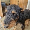Momo, kleiner Hundemann braucht Körbchen