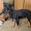 Momo, kleiner Hundemann braucht Körbchen