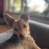 Süße FELI sucht ihre Familie