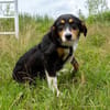 Elisa - Für-Immer-Körbchen gesucht