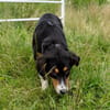 Elisa - Für-Immer-Körbchen gesucht