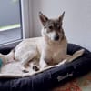 FENJA, Wolfshund-Husky-Mix sucht Zuhause