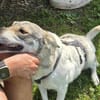 FENJA, Wolfshund-Husky-Mix sucht Zuhause