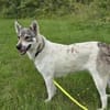 FENJA, Wolfshund-Husky-Mix sucht Zuhause