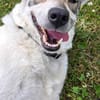 FENJA, Wolfshund-Husky-Mix sucht Zuhause