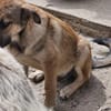 Freundlicher Rüdiger sucht Familie