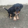 Auréa, baby girl de Gwada