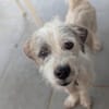 AEL, croisé griffon de Gwada