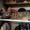 MINOU