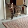 MINOU