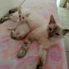 Lily Rose, la petite boule de poils