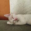 OBY