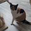 Einzelpronzessin Lina
