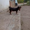 Jasmin sucht eine liebevolle Familie