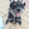 Bezaubernde Daisy sucht ihr Glück