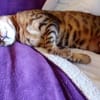 verspielte, kinderliebe Bengal- Kätzin,