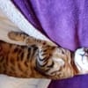 verspielte, kinderliebe Bengal- Kätzin,