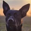Koa - typisch Malinois