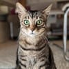 Ortensia sucht neues Zuhause