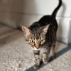 Ortensia sucht neues Zuhause