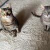 Ortensia sucht neues Zuhause