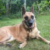 🆘🆘🆘 RUBY in 91616 Neusitz 🆘🆘🆘🍀