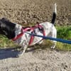 Lennox - der kleine Jagdhund