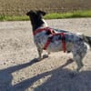 Lennox - der kleine Jagdhund