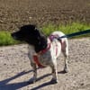 Lennox - der kleine Jagdhund