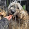 Herdenschutzhund Zorba sucht zu Hause
