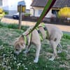 Knutschkugel Remo sucht seine Menschen!