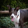 Cayo, 5 Jahre, sucht passenden Deckel
