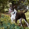 Cayo, 5 Jahre, sucht passenden Deckel