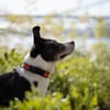 Cayo, 5 Jahre, sucht passenden Deckel