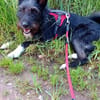 Phoebe sucht ihr Für-Immer-Zuhause!