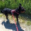 Phoebe sucht ihr Für-Immer-Zuhause!