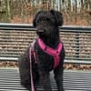 MISSY sucht ihr  Für-immer-Zuhause