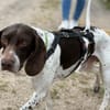 Wenzu, Kämpfer mit Herz sucht Dich