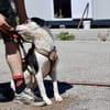Unsere starke Kämpferin Salali