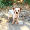 Yorkie Mädchen Soli sucht ein Zuhause