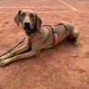 Lola - 2 Jahre - sucht ihren Platz
