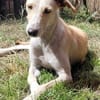 Ringo ein toller Podenco Mix sucht