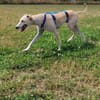 Ringo ein toller Podenco Mix sucht