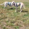 Ringo ein toller Podenco Mix sucht