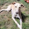 Ringo ein toller Podenco Mix sucht