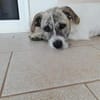 Oskar sucht seine Menschen