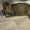 Dori sucht ein liebevolles Zuhause