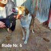 Taro, ruhig, gemütlich, anhänglich